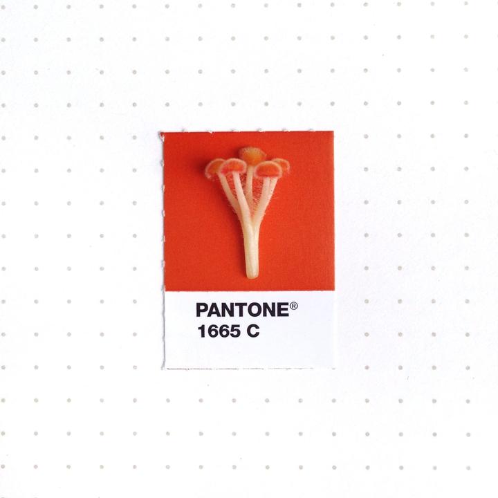 Pantone3