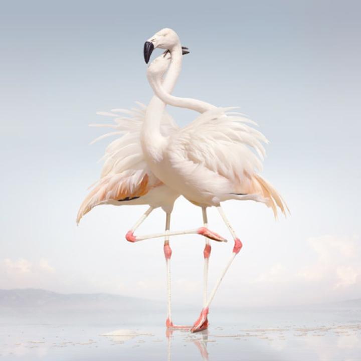Flamingo Cover