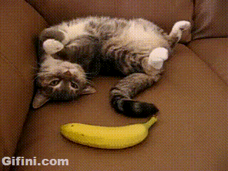 Katzen-GIF ani Banane
