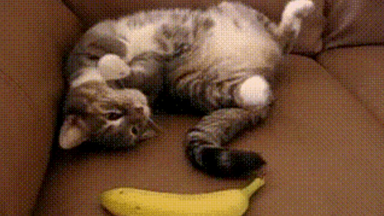 Katzen-GIF die Banane