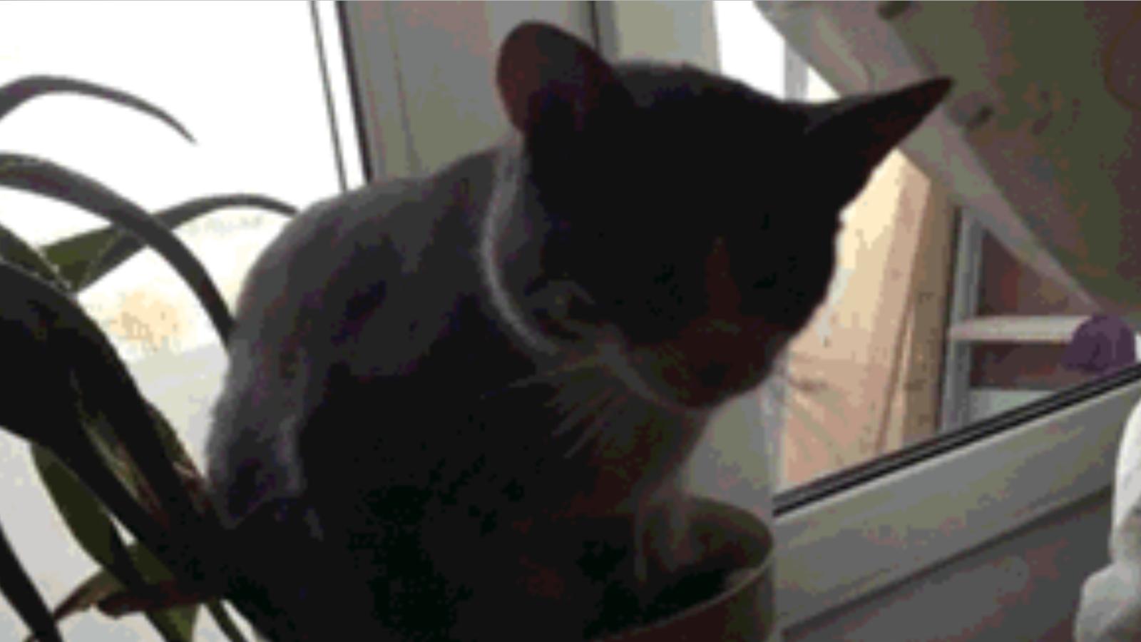 Katzen Gifs Vom Katzenhasser Heute Der Kater Das Filter