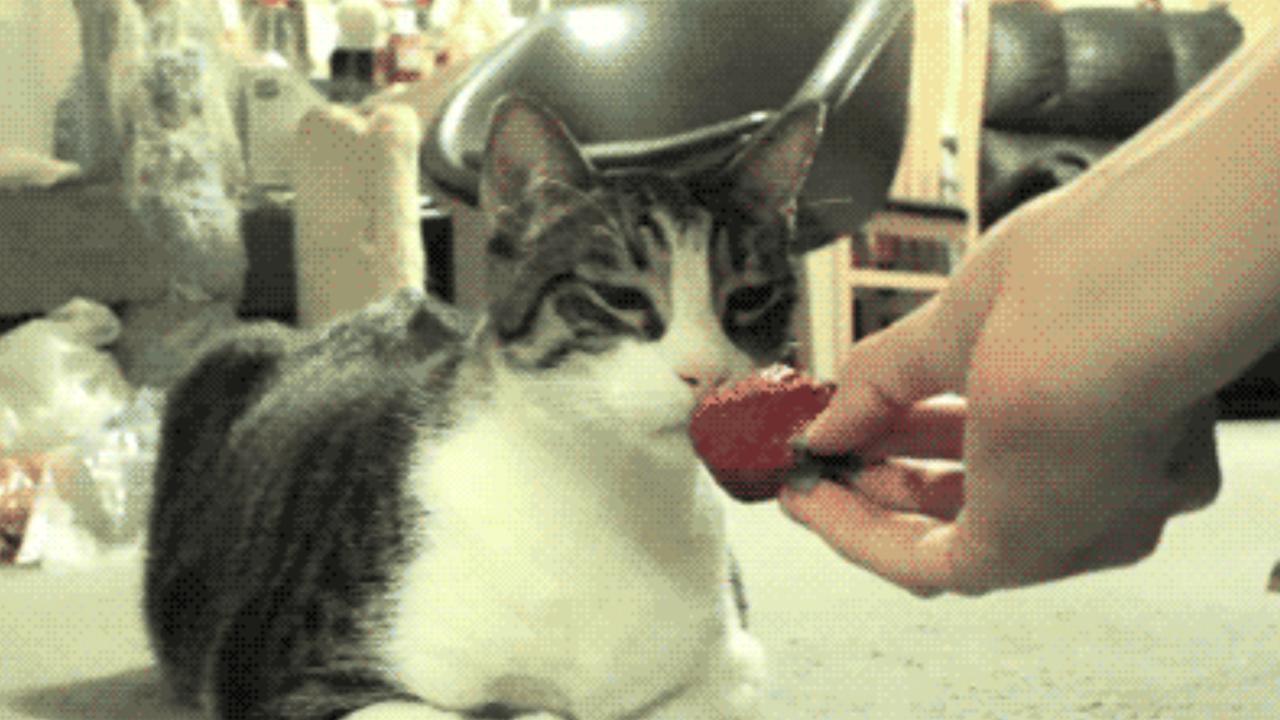 Katzen GIFs Erdbeere Start